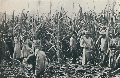 Uma plantação de cana-de-açúcar, 1916