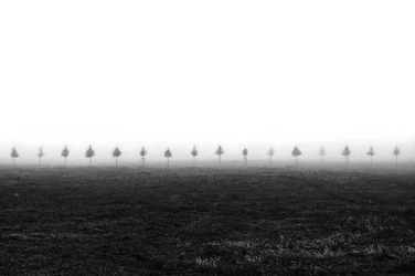 Árvores no Campo Envolto em Nevoeiro