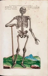 Ossos do corpo humano, de "The human body fabrica" de Andreas Vesalius