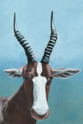 O olhar do antílope blesbok