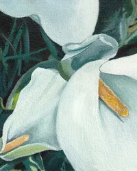 Callas elegantes