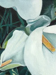 Callas elegantes