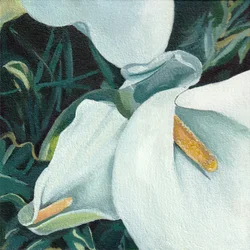 Callas elegantes