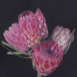 Proteas rosa exóticas