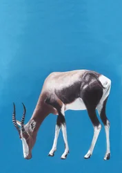 Antílope blesbok a pastar