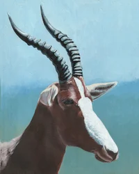Retrato Majestoso do Blesbok