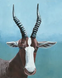 O olhar do blesbok pintado