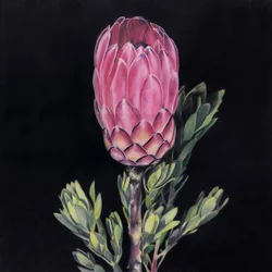 Protea rosa deslumbrante