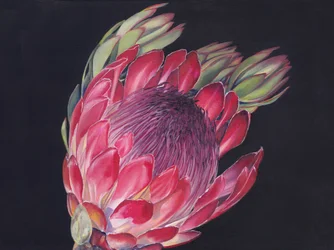 Protea-real vibrante