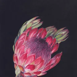 Protea Rosa Intensa