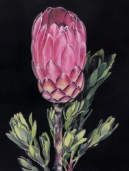 Protea Rosa Intensa