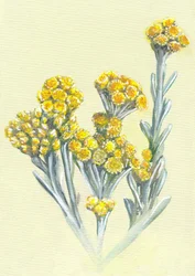 Flores amarelas de imortela