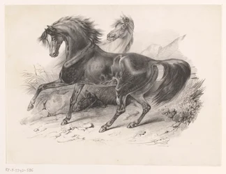 Dois cavalos selvagens