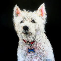 Retrato encantador de um Westie