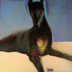 Galgo de Olhos Dourados