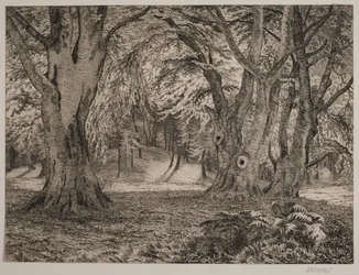 O interior de uma floresta