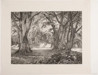 O interior de uma floresta