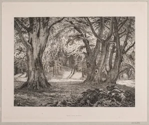 O interior de uma floresta