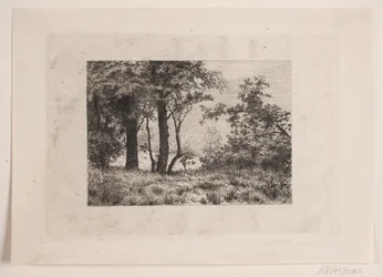 Carvalhos à beira de uma floresta