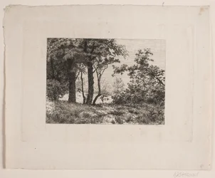 Carvalhos à beira de uma floresta