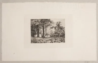 Carvalhos à beira de uma floresta