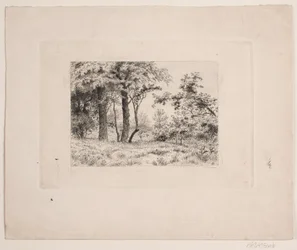 Carvalhos à beira de uma floresta