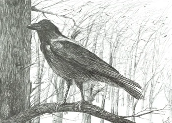 Bird, 2011