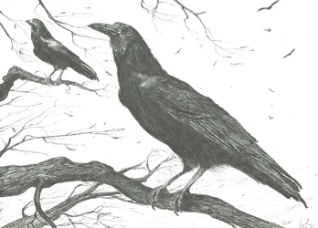 Observadores, 2011