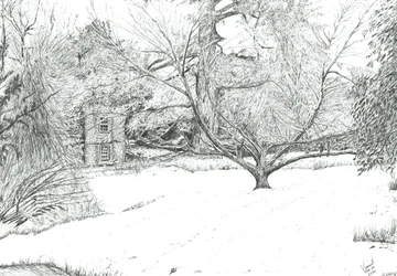 A árvore do lenço nos jardins de Monk Coniston, 2024 (tinta sobre papel)