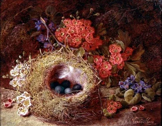 Natureza morta de um ninho de pássaros e florescimento
