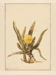 Erva de gelo com flores amarelas (título no objecto)