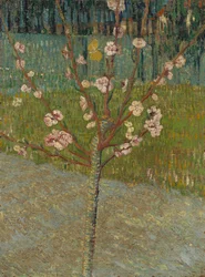 Amendoeira em flor