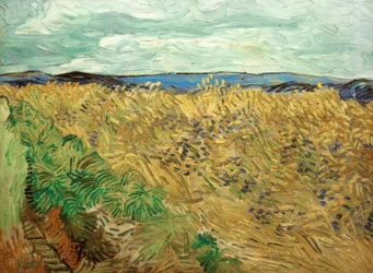 Campo com centáureas