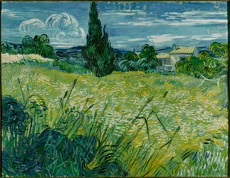 Campo de trigo verde com cipreste