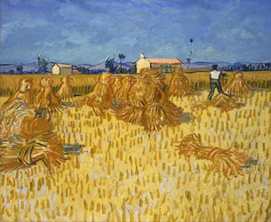 Colheita na Provença