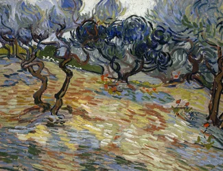 Oliveiras: céu azul vivo