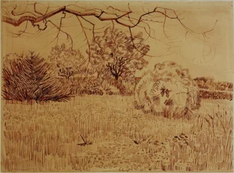 Parque com arbusto