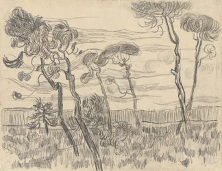Seis pinheiros perto da parede do recinto, 1899