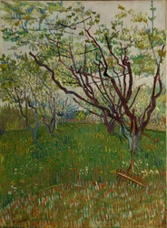 O pomar de florescência, 1888.