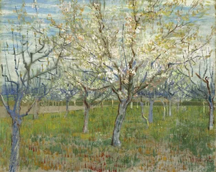 O pomar cor-de-rosa, também Pomar com damasqueiros em flor