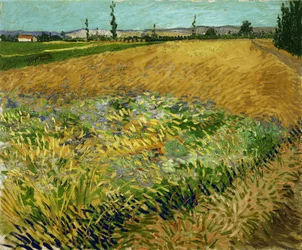 Campo de trigo