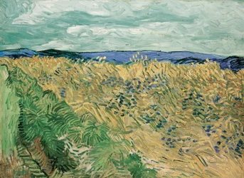 Campo de trigo com Cornflowers