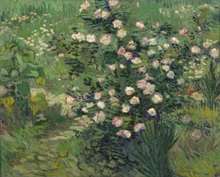 Rosa