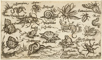 Insetos, répteis, caracóis e peixes em terreno mínimo com água em primeiro plano..., 1572.
