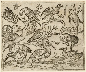 Avestruz do lado esquerdo com outras nove aves, incluindo uma garça e um pelicano..., 1557.