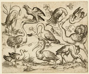 Avestruz do lado esquerdo com outras nove aves, incluindo uma garça e um pelicano..., depois de 1557.  
