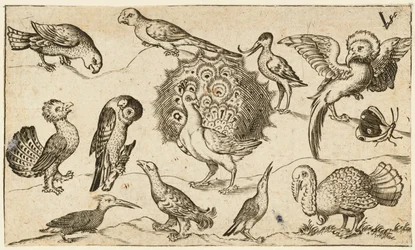 Pavão no centro cercado por outros nove pássaros, incluindo um peru e uma borboleta..., 1572.