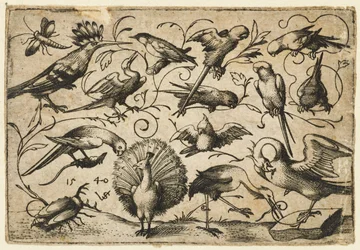 Dez pássaros em pequenas gavinhas de folhagem com uma cegonha amarrando uma gavinha em torno da perna de um pelicano..., 1540.