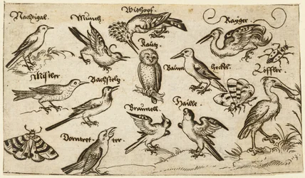 Doze tipos de aves, incluindo uma coruja e um pelicano, individualmente rotuladas e posicionadas..., 1572.  