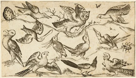 Onze pássaros e dois insetos em terreno mínimo com coruja com asas estendidas sentada em um galho no centro com outras aves rodeando e provocando a coruja, do álbum Douce Ornament Prints Álbum I, após 1572 (gravura sobre papel avergoado)